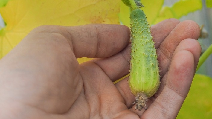 Тепличные завязи желтеют от дисбаланса микроэлементов, а не от недостатка гормонов роста.