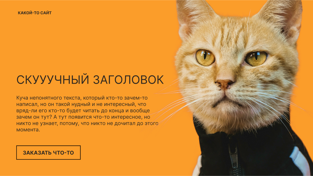 Автор котика: Jack Dong. Источник: https://unsplash.com