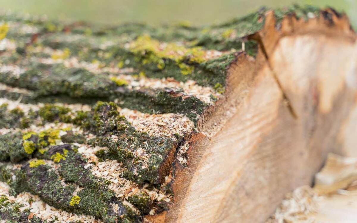    В Воронеже «Экотехнологии» отказываются вывозить ветки и листву Freepik