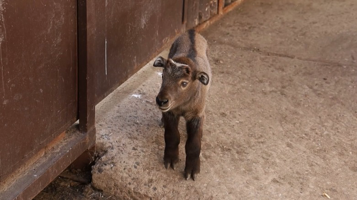    Фото: Скриншот Московский зоопарк / Telegram