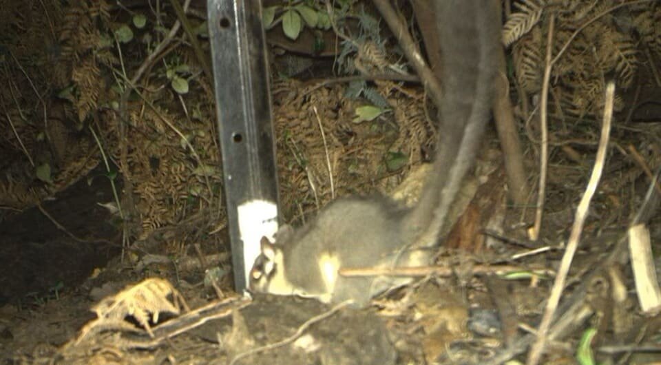   NSW Department of Climate Change, Energy, the Environment and Water / CC BY-NC-ND