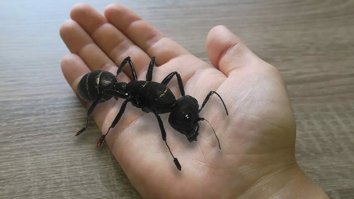 Динопонера гигантская 