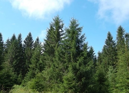 Фотография автора