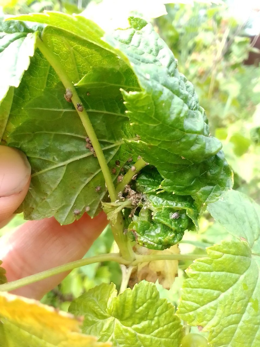 Тля на черной смородине