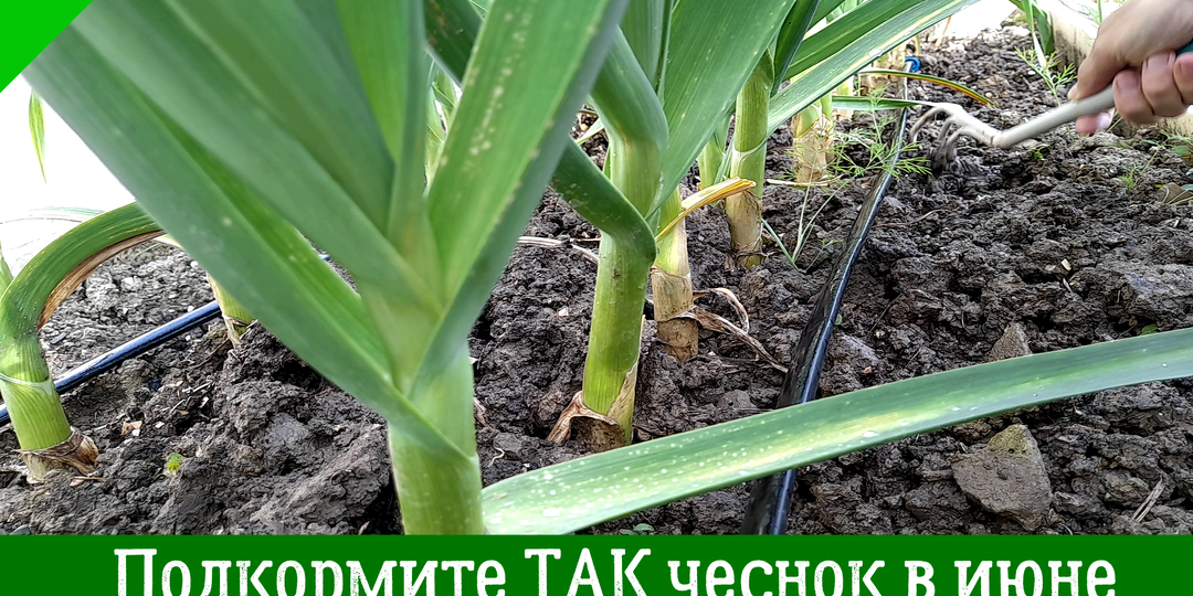 Чем подкормить чеснок в июне, чтобы вырастить крупные головки?