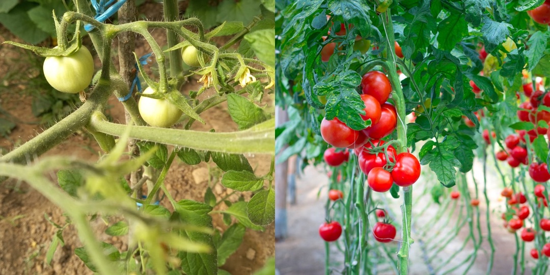 Обламывал главные пасынки томатов как учил отец. Сосед-агроном показал мою ошибку за 2 минуты