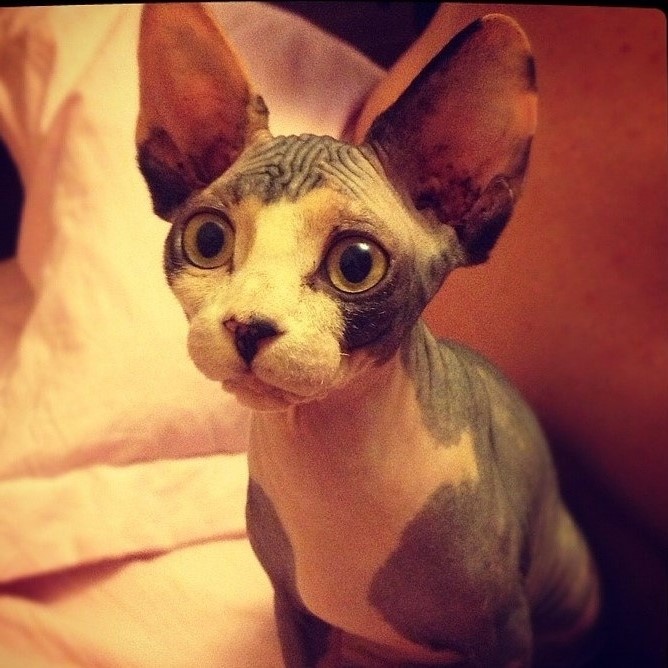 Клео мама Мани 