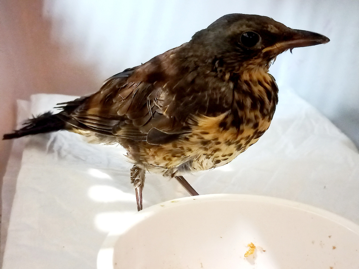 Дрозд с травмой