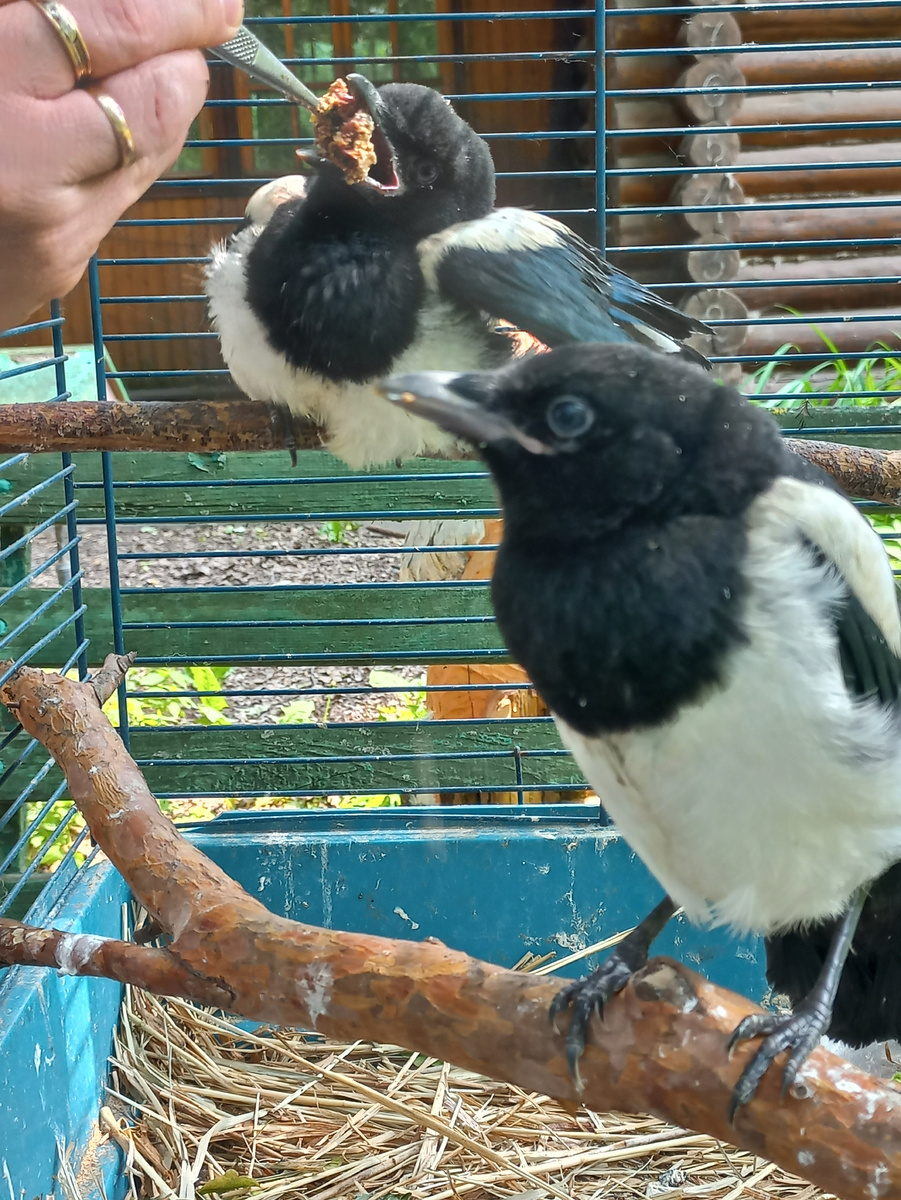 Кормление сорочат