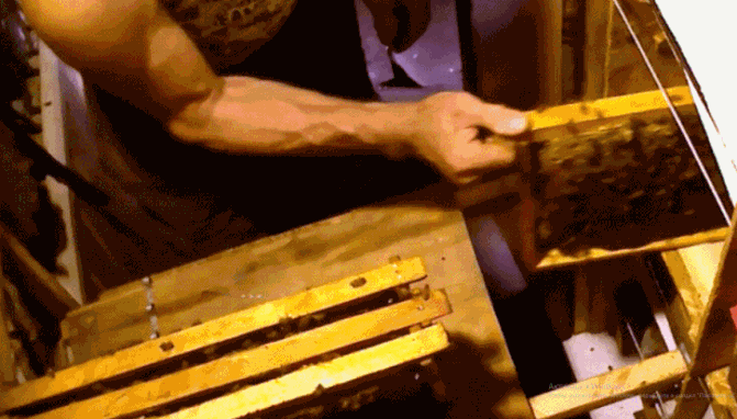 Каждый брал с собой по 5-10 бидонов воды ,которую  пили,готовили еду,поили пчел...По началу я не понимал ,почему у бывалых вода не пропадала до окончания сезона ,а у меня чернела уже через пару недель .Приходилось мотаться,делать лишние авто рейсы.Потом мне подсказали ,что бывалые в бидон опускали серебряный предмет ,типа перстень,эл. контакт из  серебра =вода никогда не проподала .                                                                                              