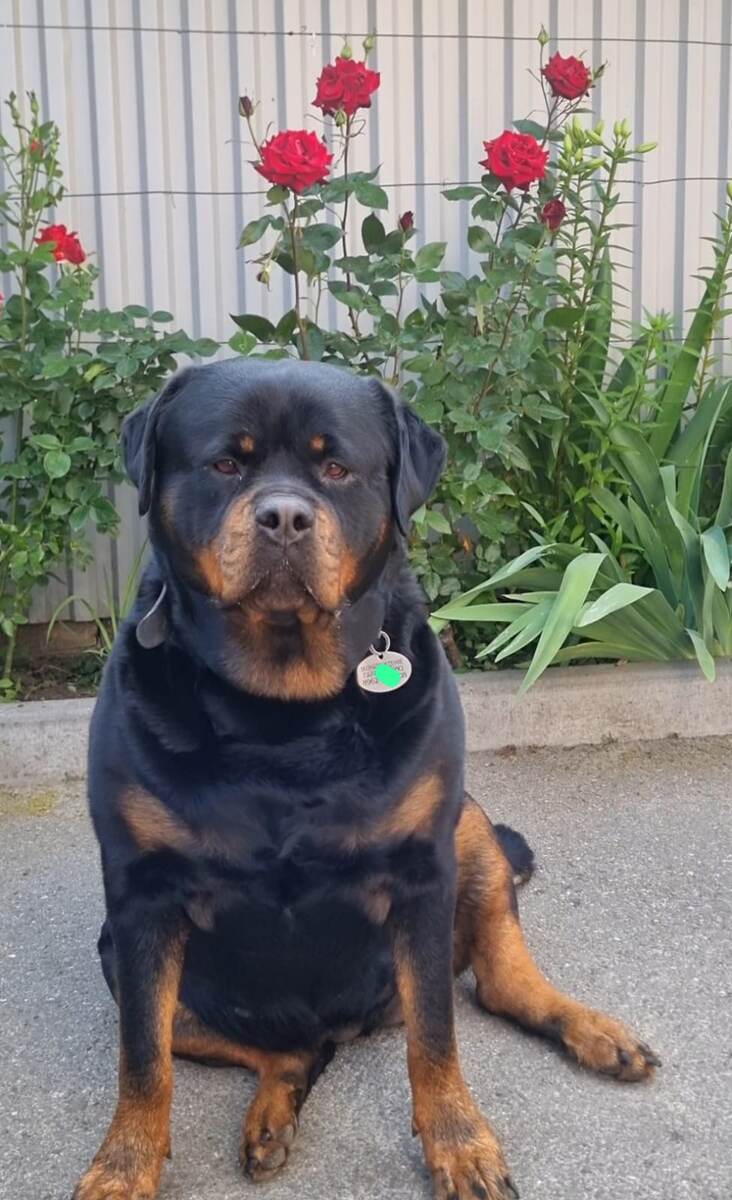 Мой хвостатый покемон! 🐶