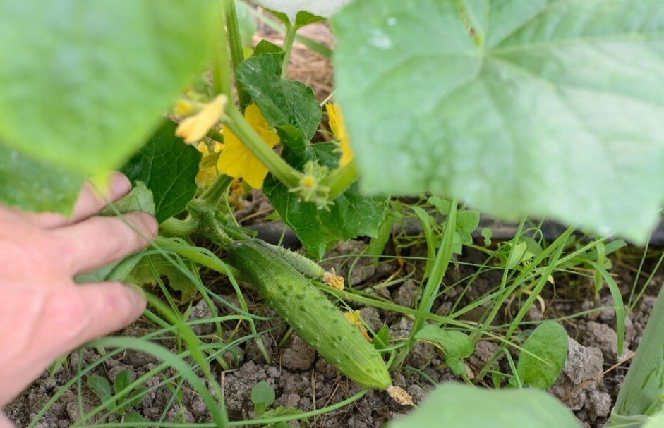 Посев семян огурцов в открытый грунт