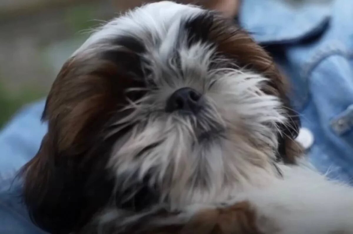    Вологодский губернатор Филимонов вручил щенка девочке, написавшей Путину