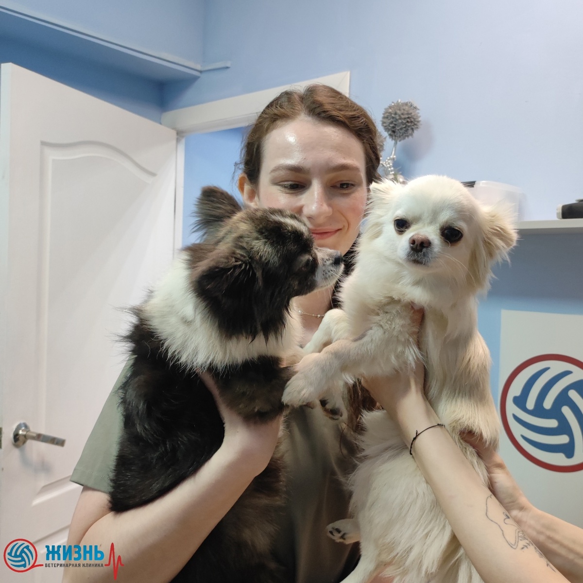 чистка зубов животным в калуге.