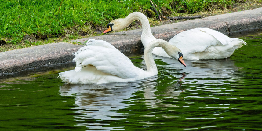    Алена Бобрович