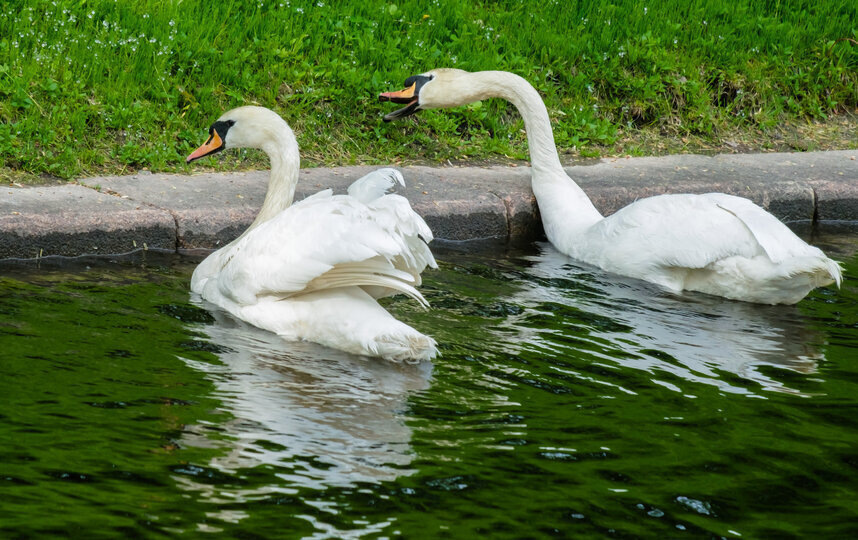    Алена Бобрович