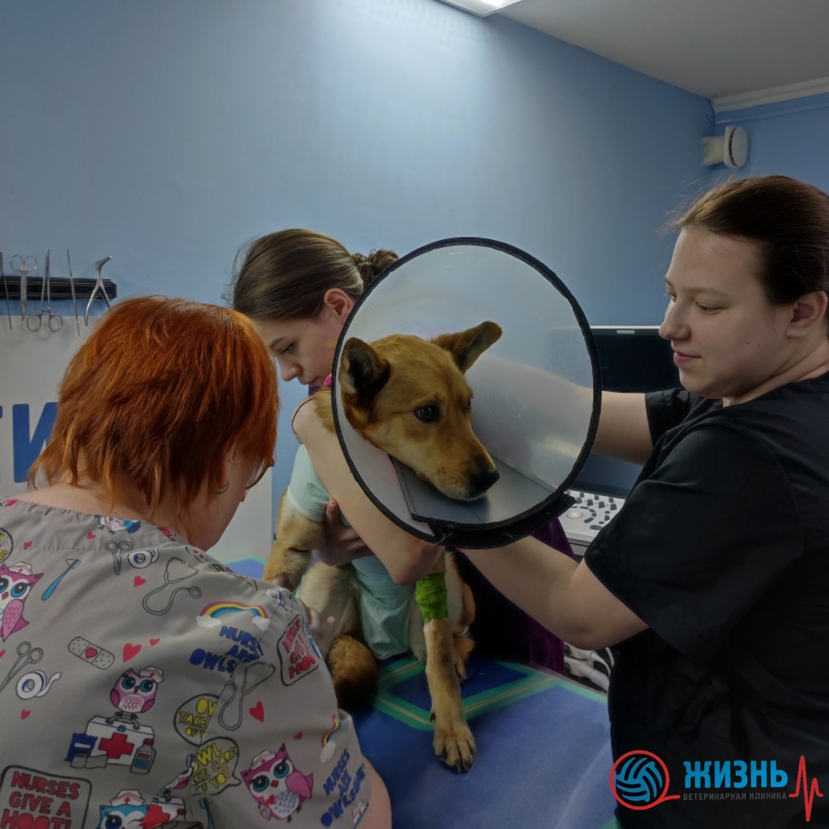 УЗИ для животных в Калуге.