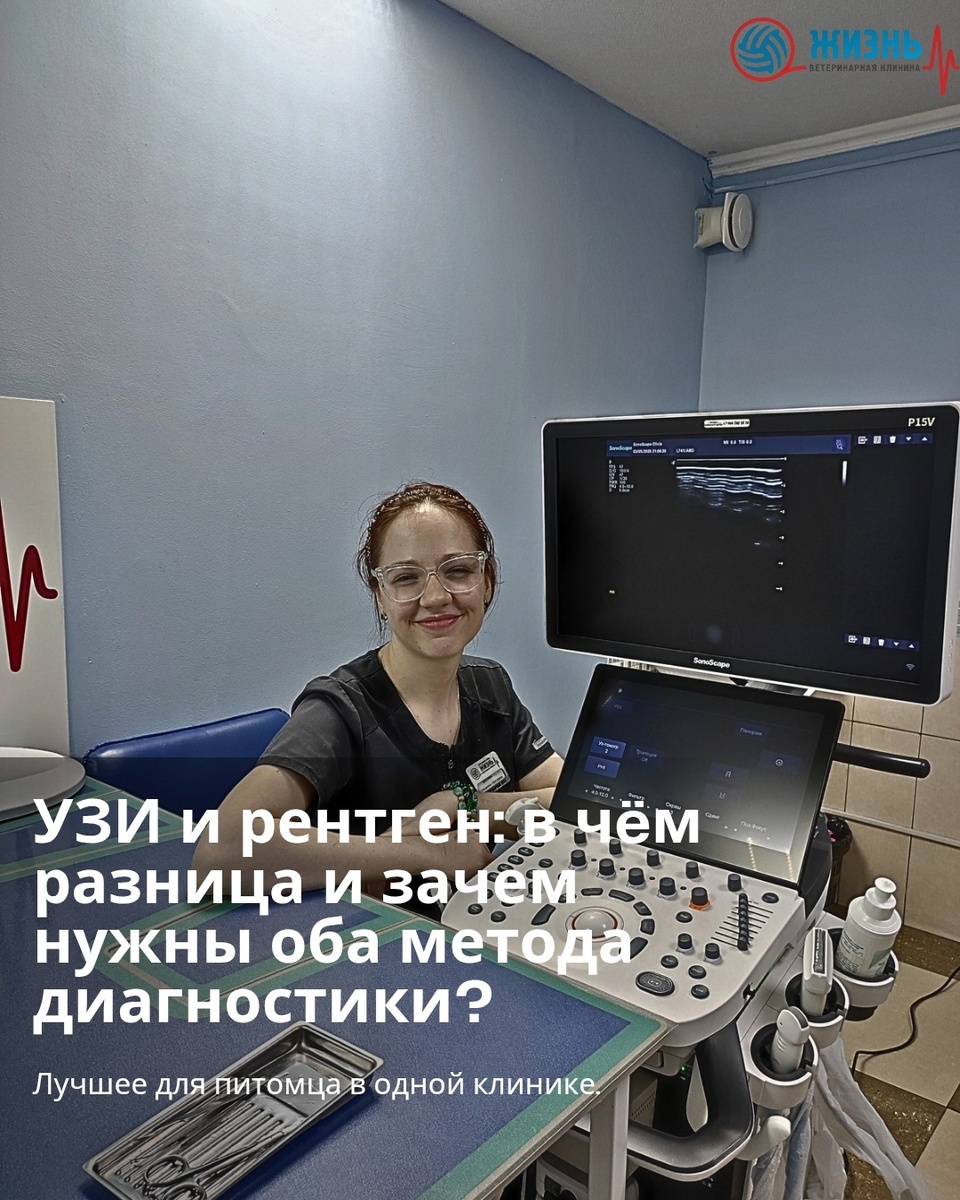УЗИ и рентген животным в Калуге. Визуальная диагностика в ветеринарной клинике в Калуге Жизнь.