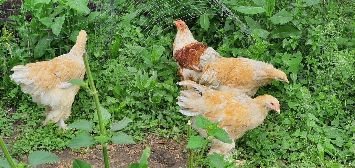 Куры порода Брама Золото, крупная птица, быстро набирают вес