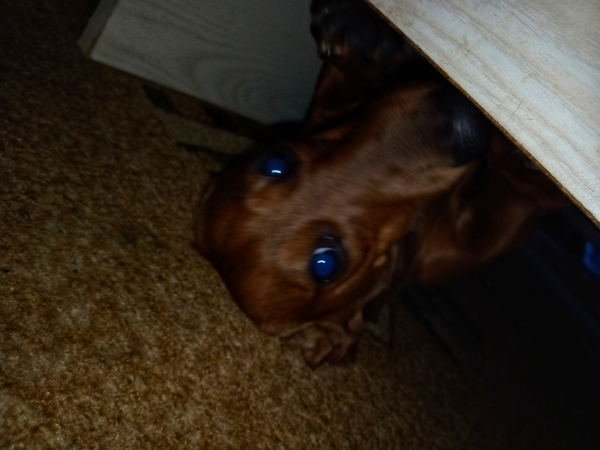 Наблюдаю за переполохом из своего укрытия