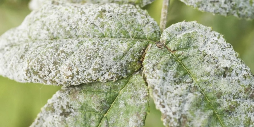 Мучнистая роса. Знаем, проходили - делюсь, как с ней справиться по-нашему, по-дачному!