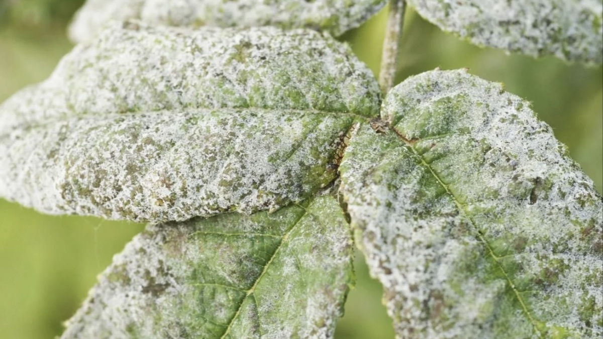 Фото из интернета