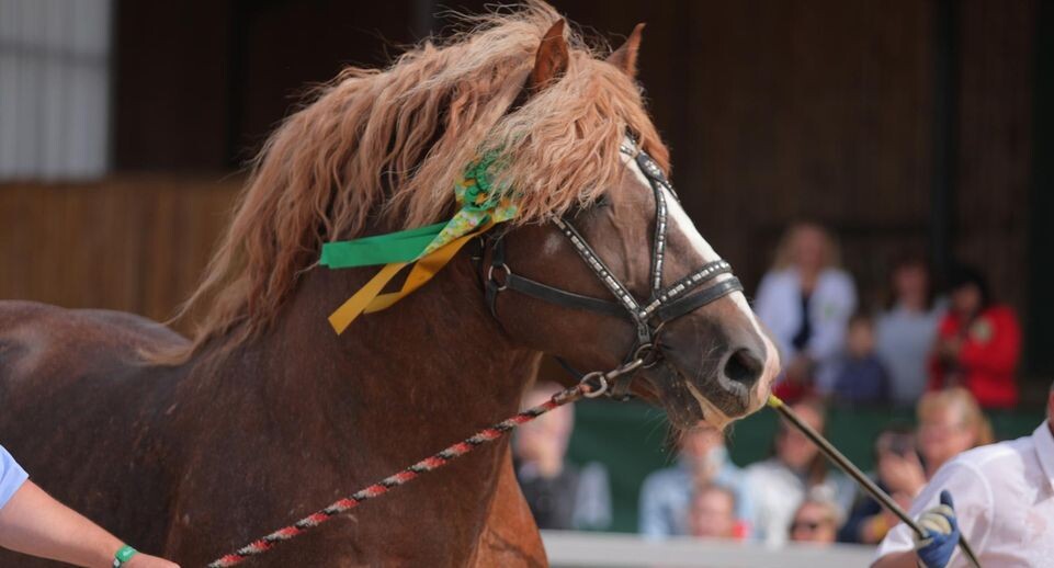    официальный фотограф выставки "Иппосфера" Екатерина Михайлова