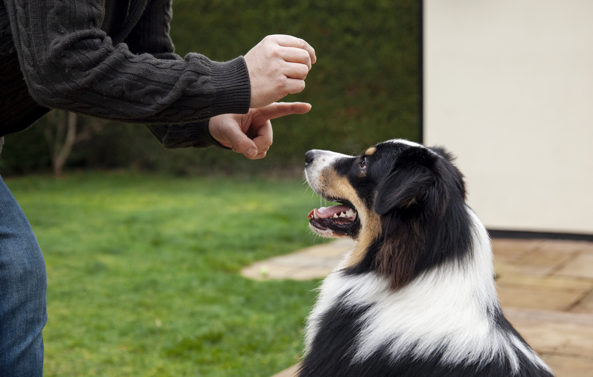 Больше интересного в нашем Telegram-канале! https://t.me/grand_prix_pet_food