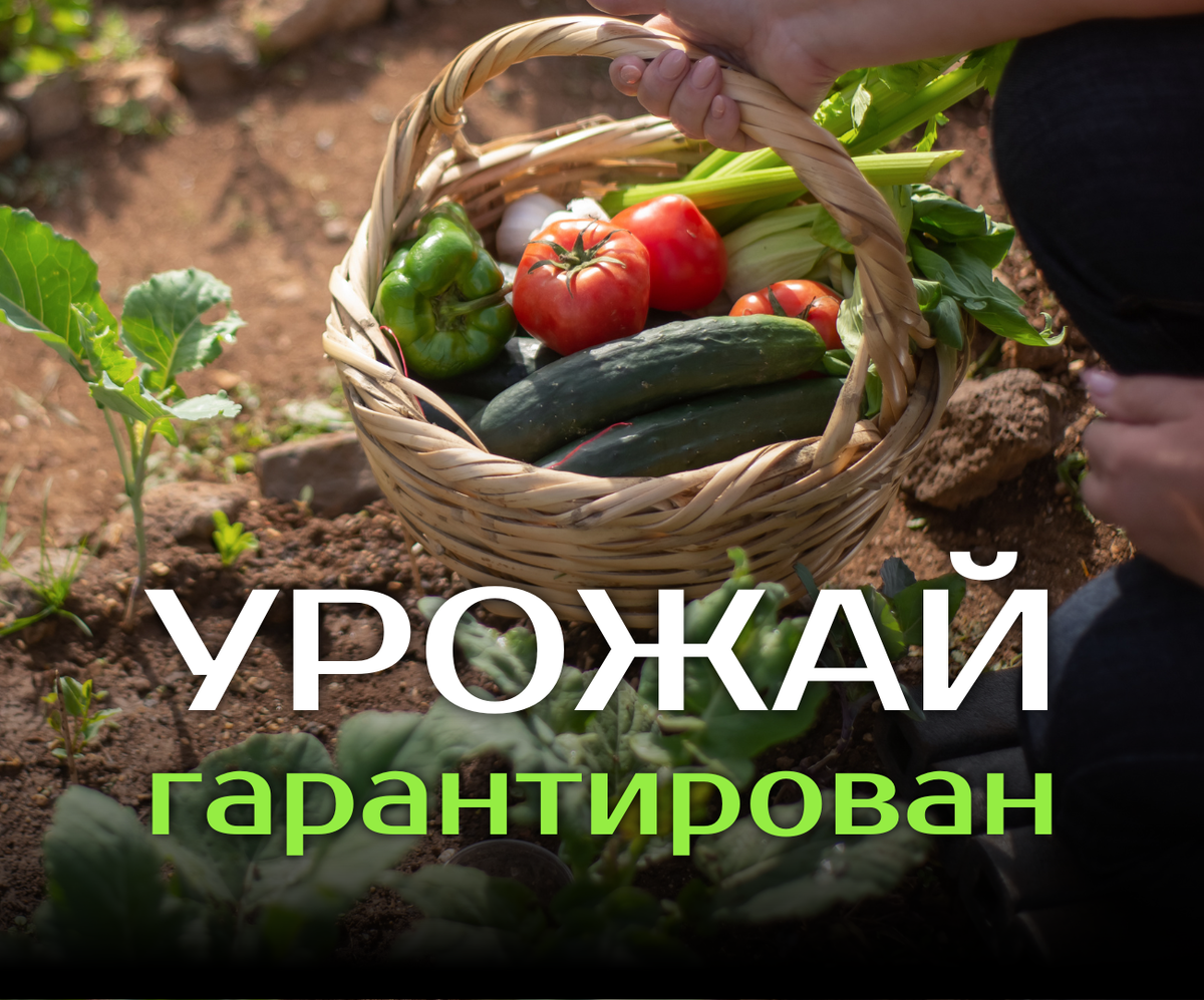Как поддержать рассаду в период активной вегитации