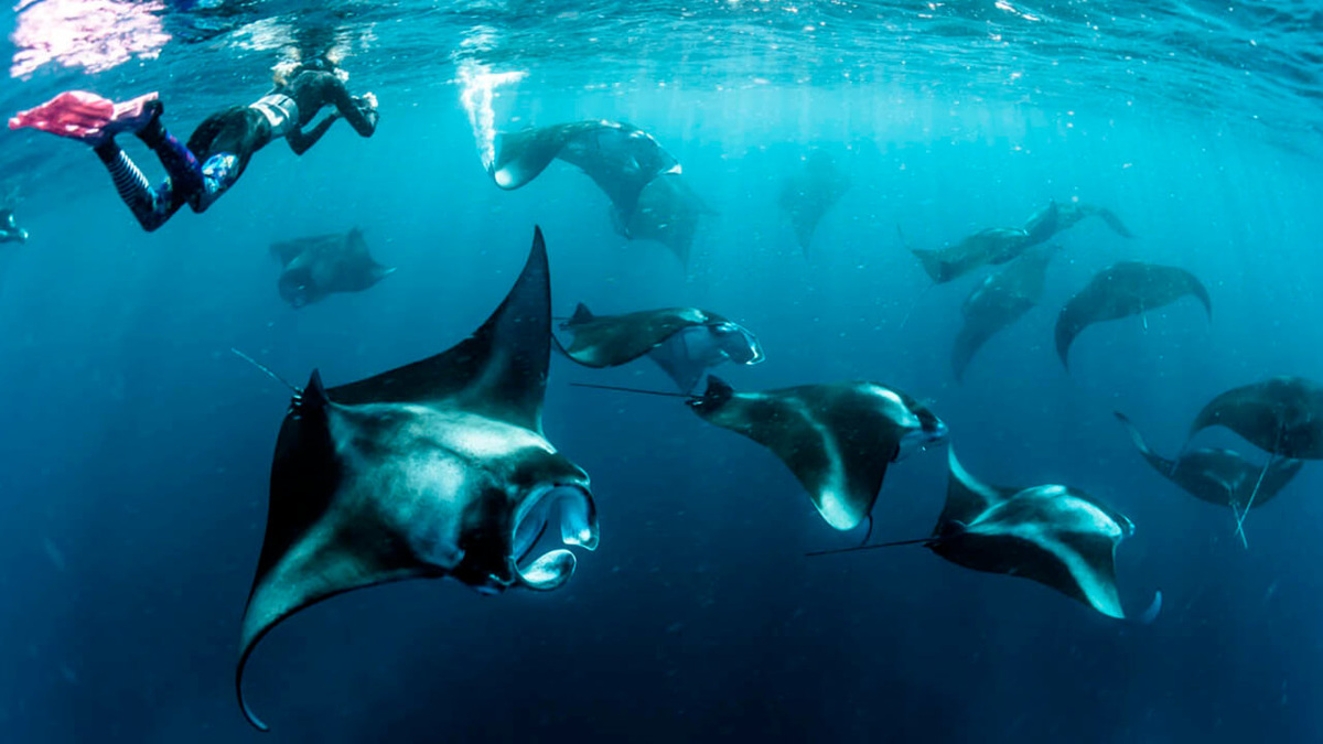 Лучшее место для снорклинга с мантами – Ханифару-бэй в атолле Баа