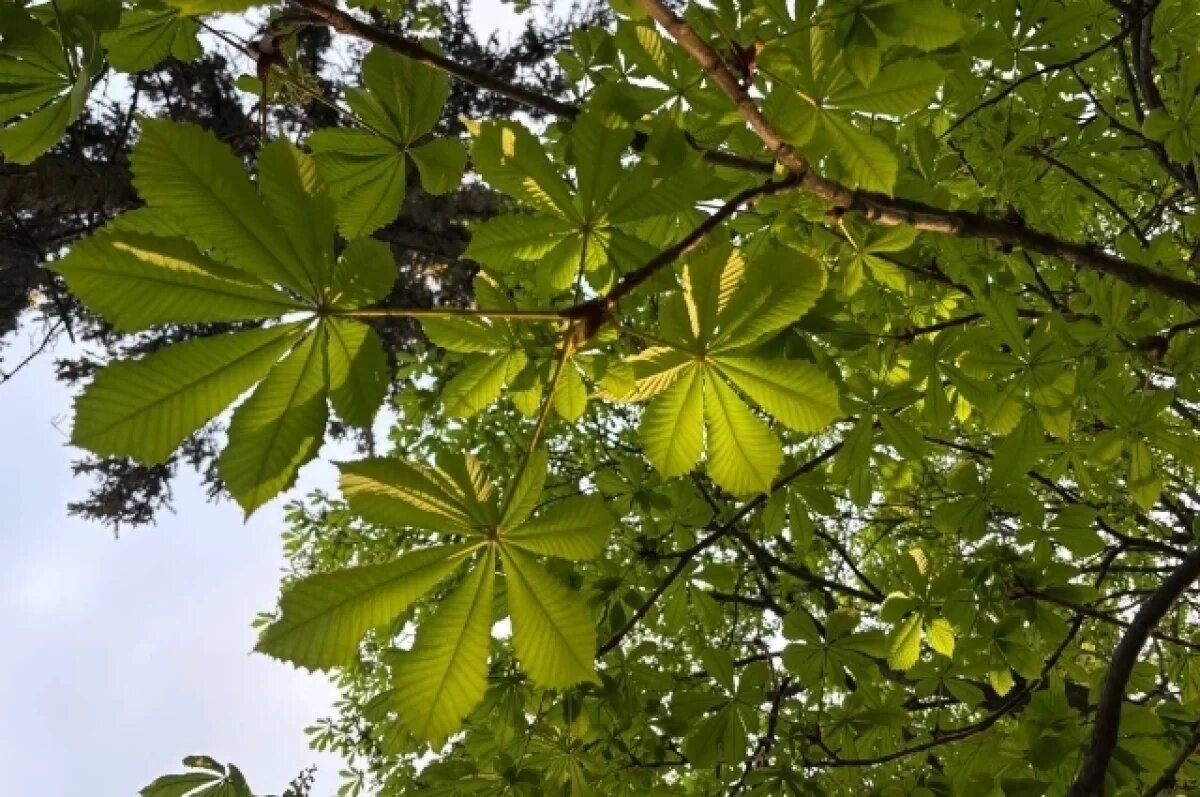    Жаркая погода и дождь ожидают воронежцев в выходные