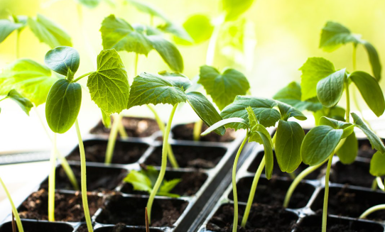 Рассада огурцов