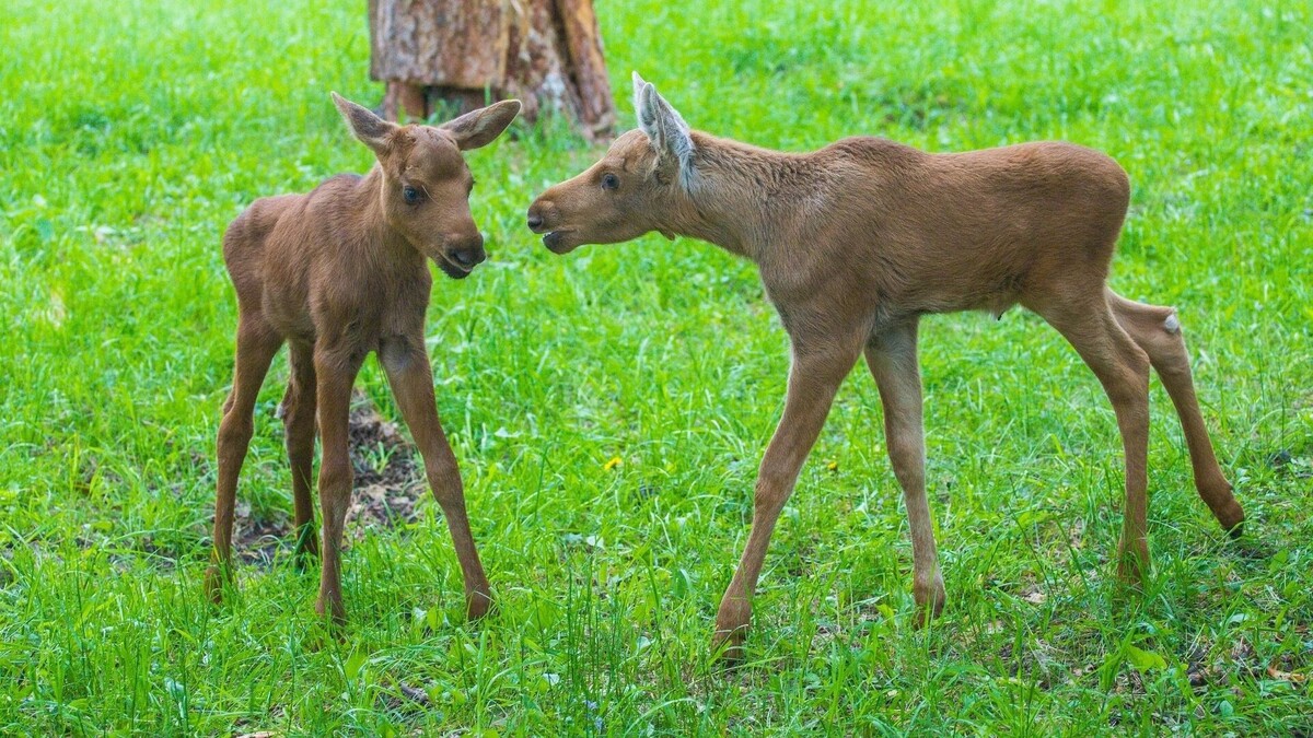     Источник: Новосибирский зоопарк