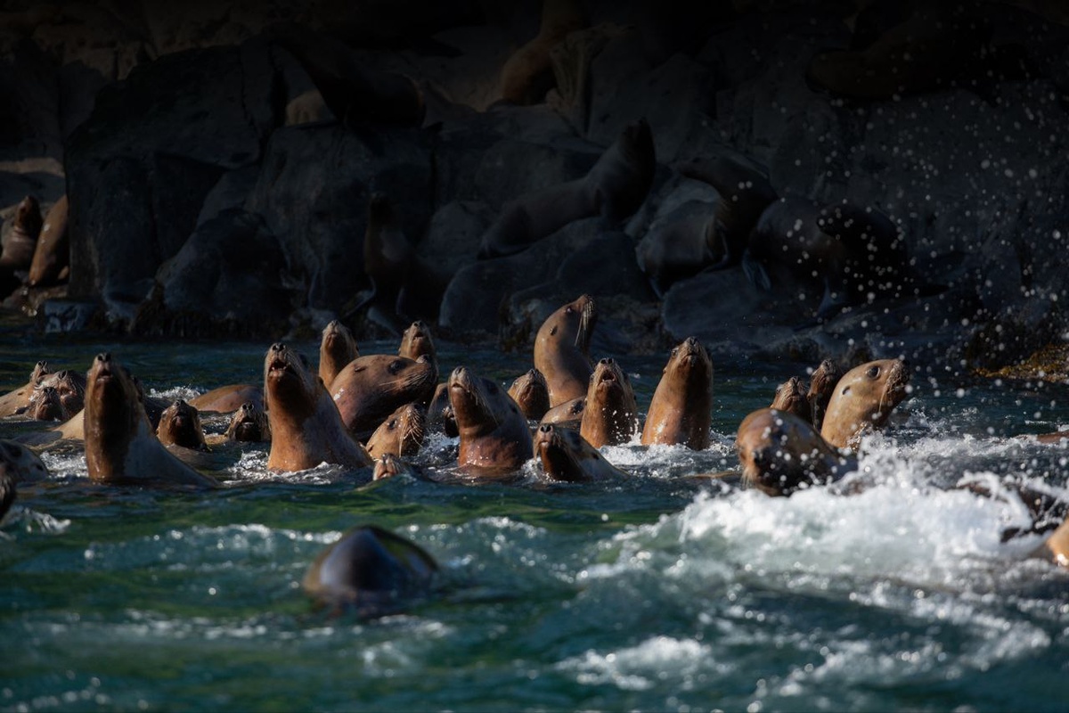 сивучи на острове Анциферова