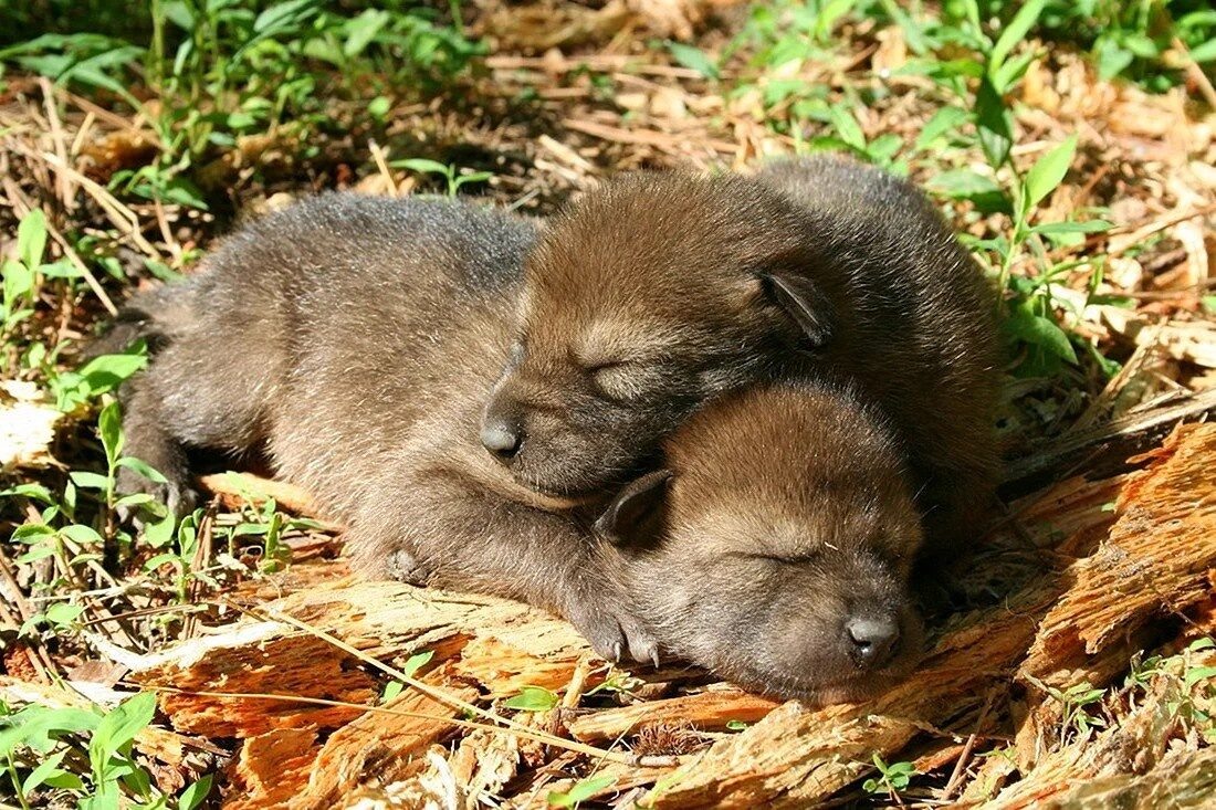 Фото из Яндекса