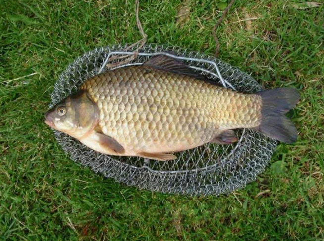 Крупный карась пойманный в начале лета. Источник фото ru.pinterest.com
