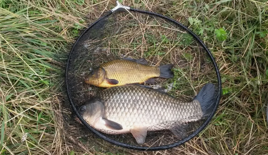 Рыба карась. Источник фото kasheloff.ru