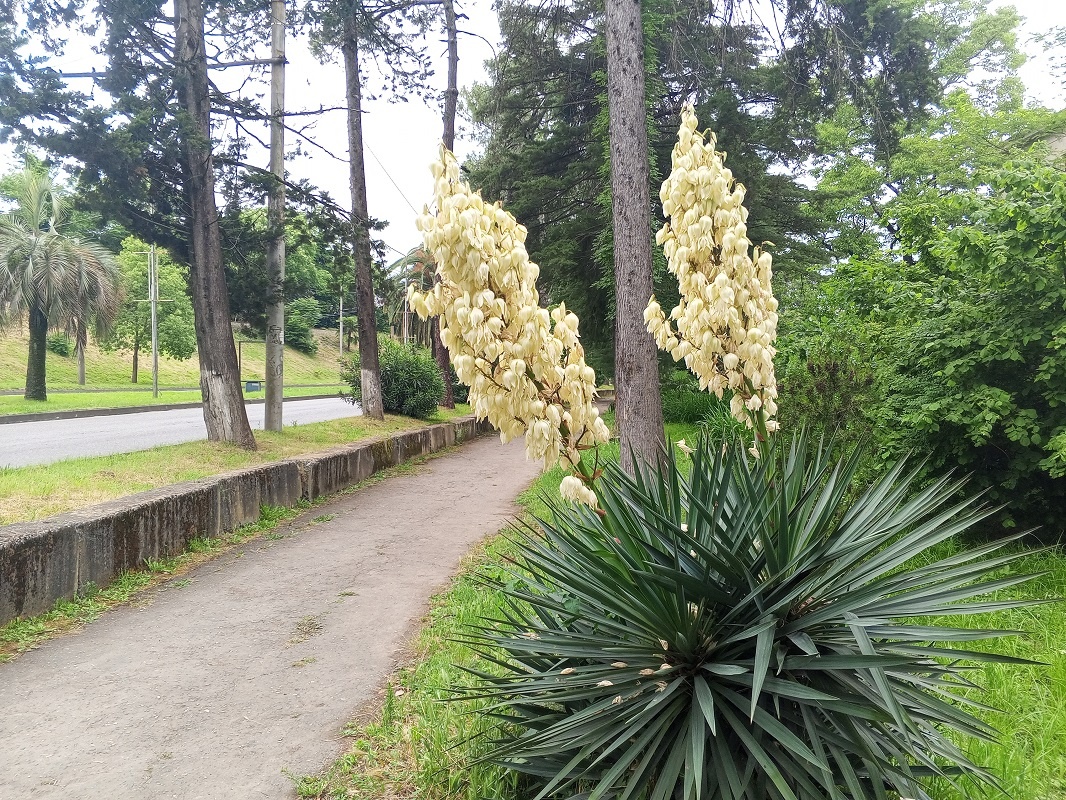 Сухум вчера по дороге от Айтара в город