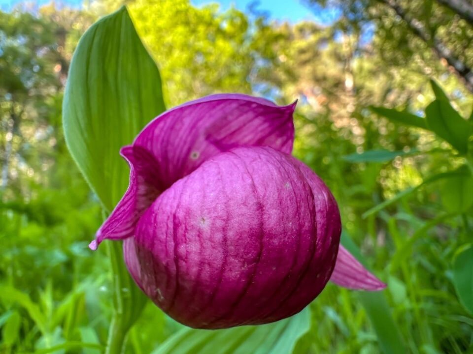   Венерин башмачок в прителецкой тайге. Источник: Роман Воробьёв, Татьяна Клименко / Алтайский заповедник