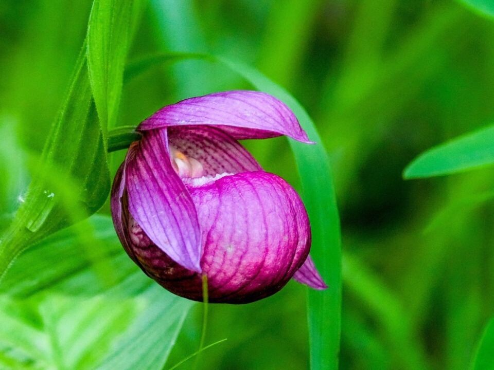    Венерин башмачок в прителецкой тайге. Источник: Роман Воробьёв, Татьяна Клименко / Алтайский заповедник