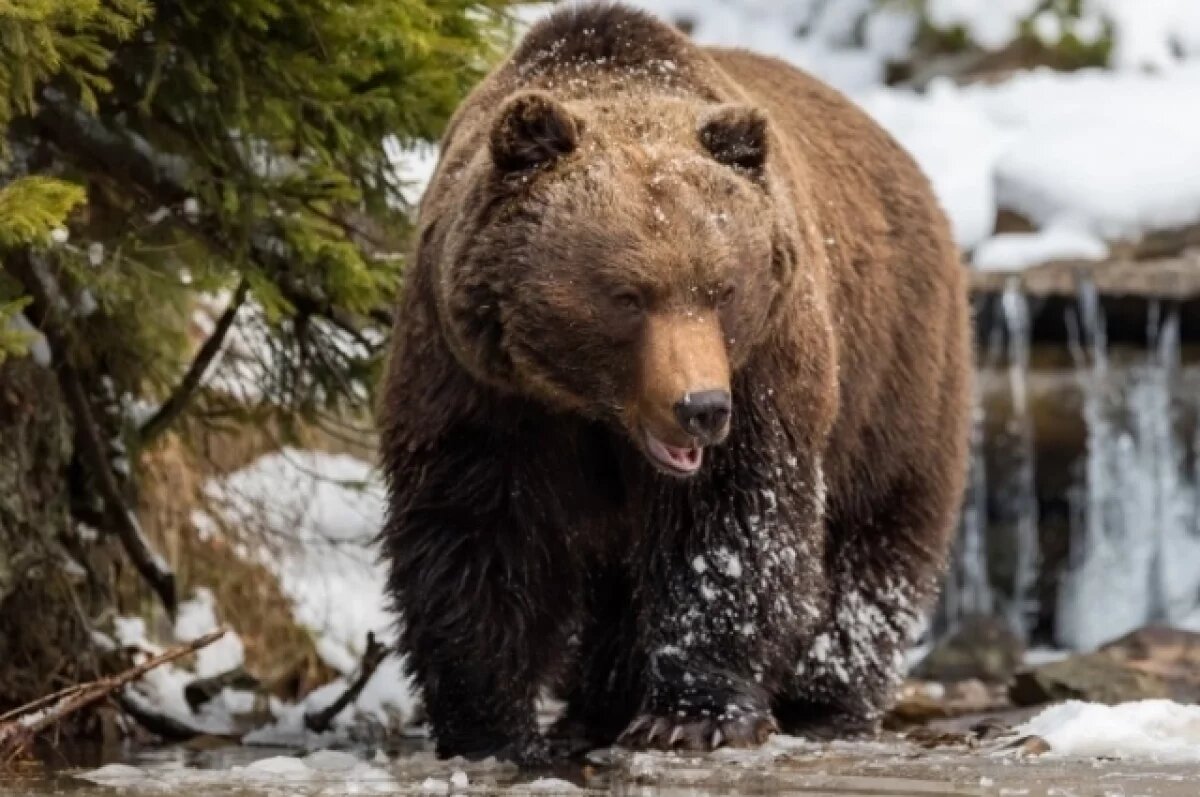    По райцентру Троицко-Печорск в Коми бродит медведь
