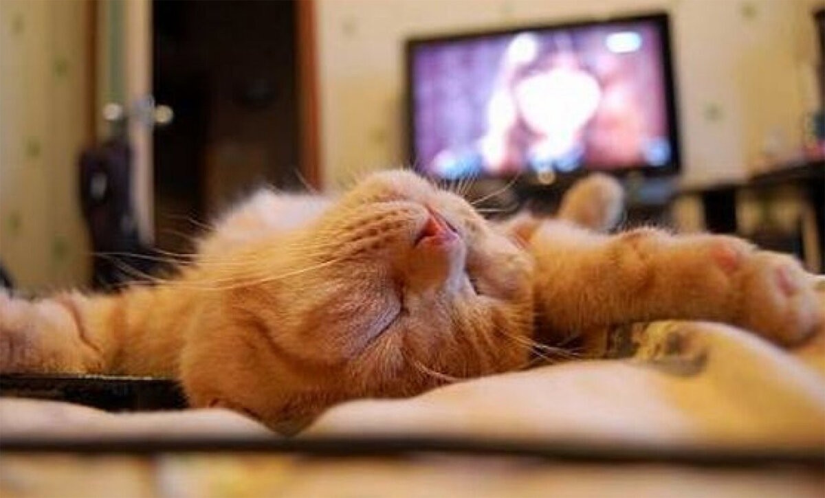 Картинка из интернета 