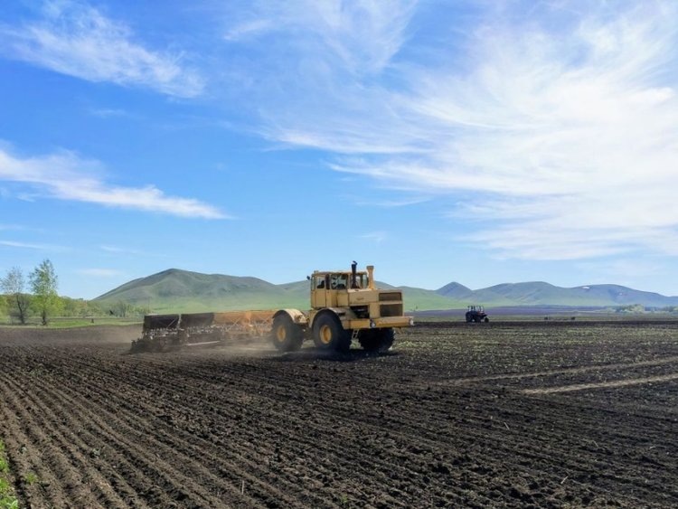    В Забайкалье разворачивается сев кормовых культур 2025