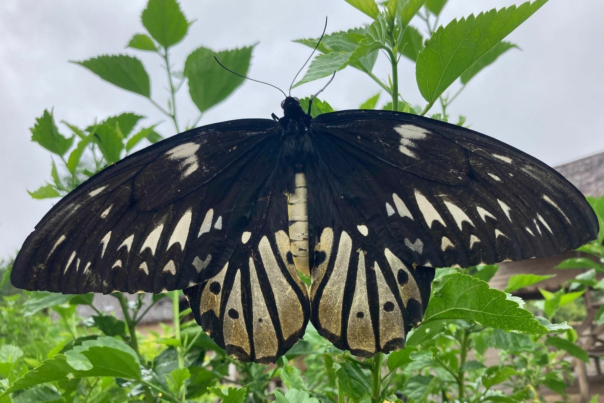 Самка Птицекрылки королевы Александры. Фото James Steamer, 2023 г. 