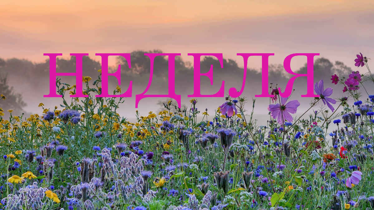 Луговые цветы. Фото balthazar.club