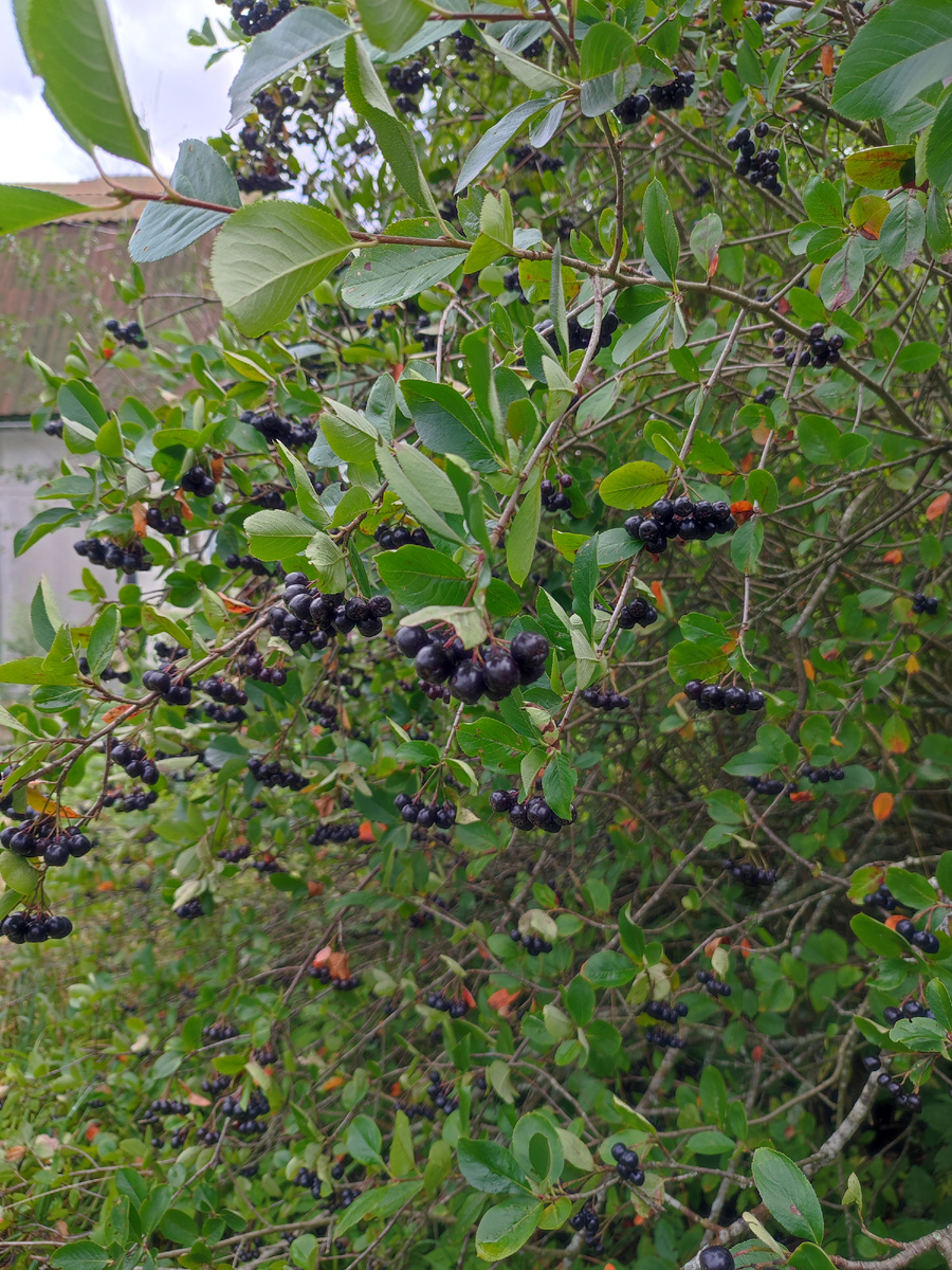 Фото 2024г Наша черноплодка