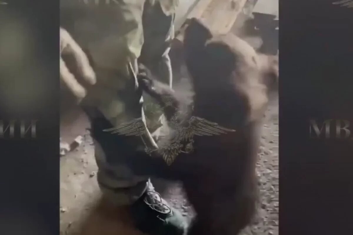    Медвежонка, найденного в подвале, привезли в Ульяновск на реабилитацию