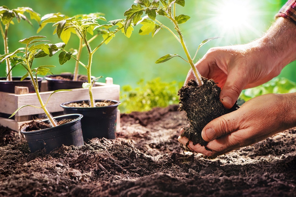    Некоторые культуры еще не поздно сеять и высаживать в грунт в июне. / iStock