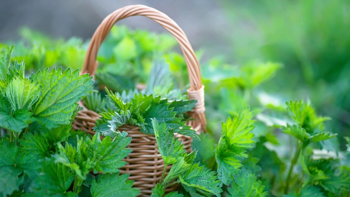    Фото: Lipatova Maryna/Shutterstock/Fotodom