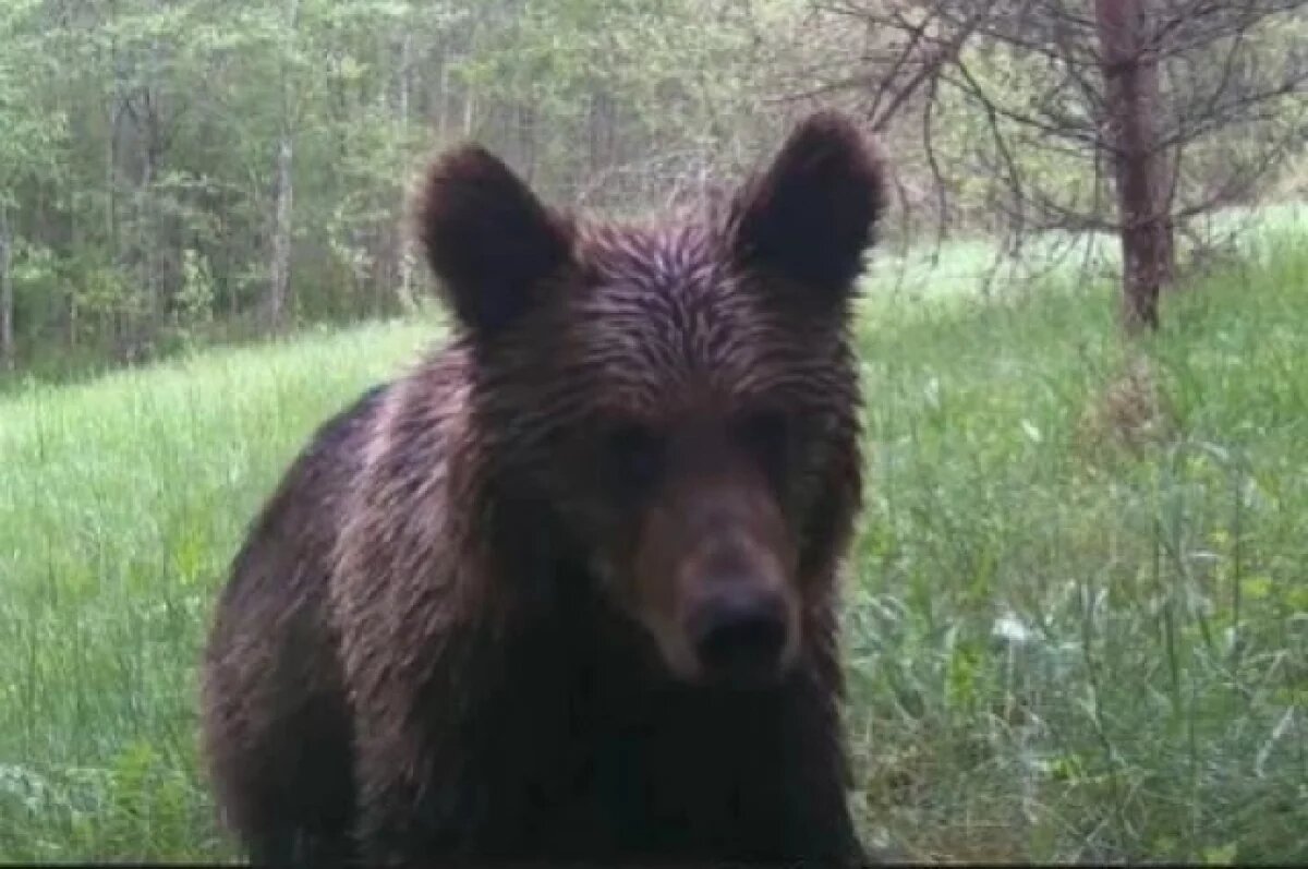   Медведь попал в фотоловушку в Псковской области